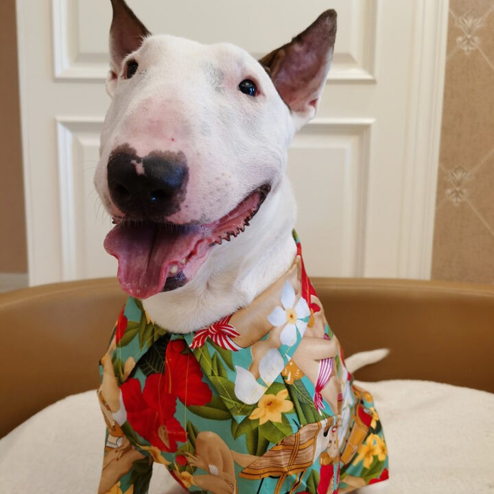 Fashion Hawaiian Beauty Pattern Cat And Dog Shirt 2