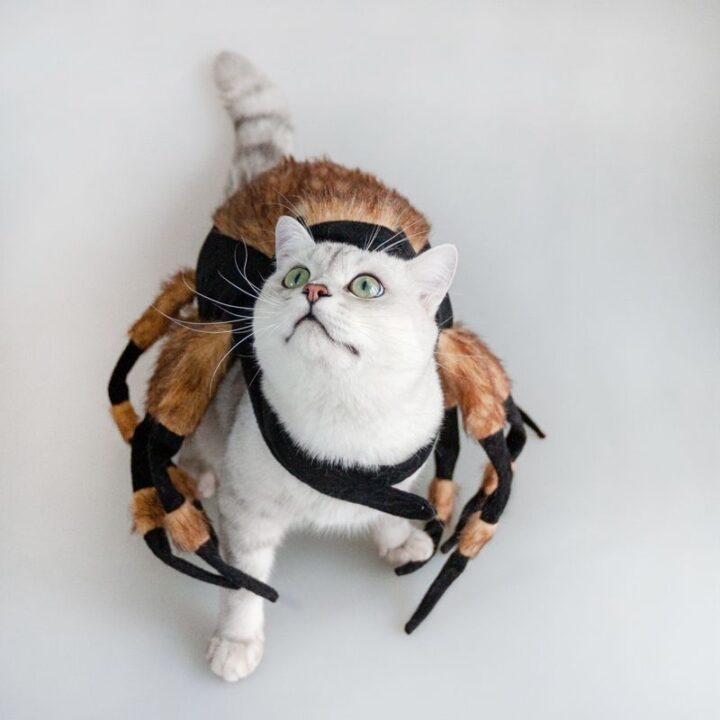 Halloween Pet Cat Dog Spider Costume 1